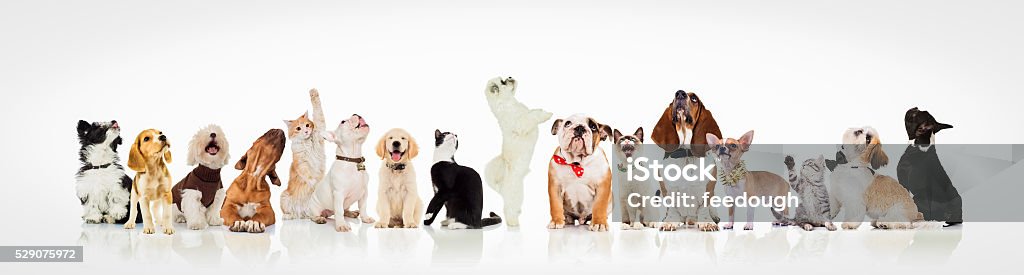 large group of curious dogs and cats looking up large group of curious dogs and cats looking up at something on white background Dog Stock Photo
