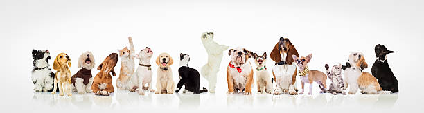 large group of curious dogs and cats looking up large group of curious dogs and cats looking up at something on white background cat sticking out tongue stock pictures, royalty-free photos & images