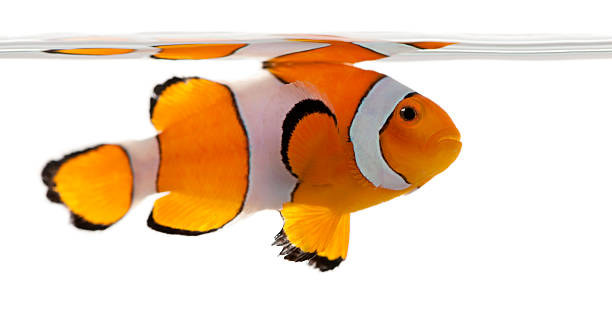 istock Clownfish, Amphiprion ocellaris, in front of white background 529075974