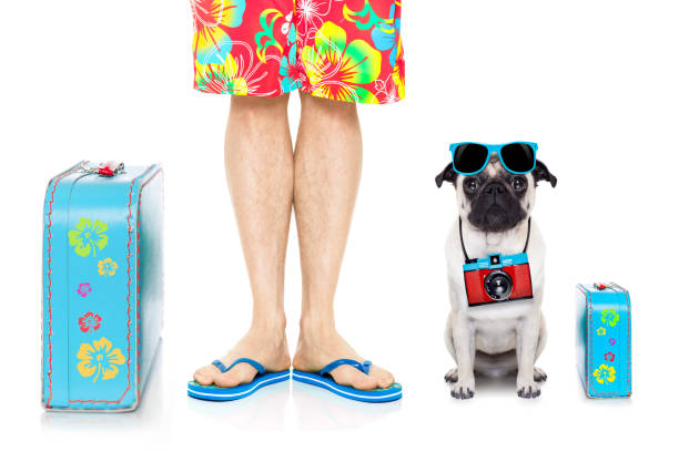 dog summer vacation pug dog and owner ready to go on summer holidays vacation with luggage and bags , isolated on white background man walking a pug dog stock pictures, royalty-free photos & images