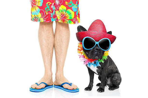 dog summer vacation french bulldog dog and owner ready to go on summer holidays vacation with luggage and bags , isolated on white background man walking a pug dog stock pictures, royalty-free photos & images