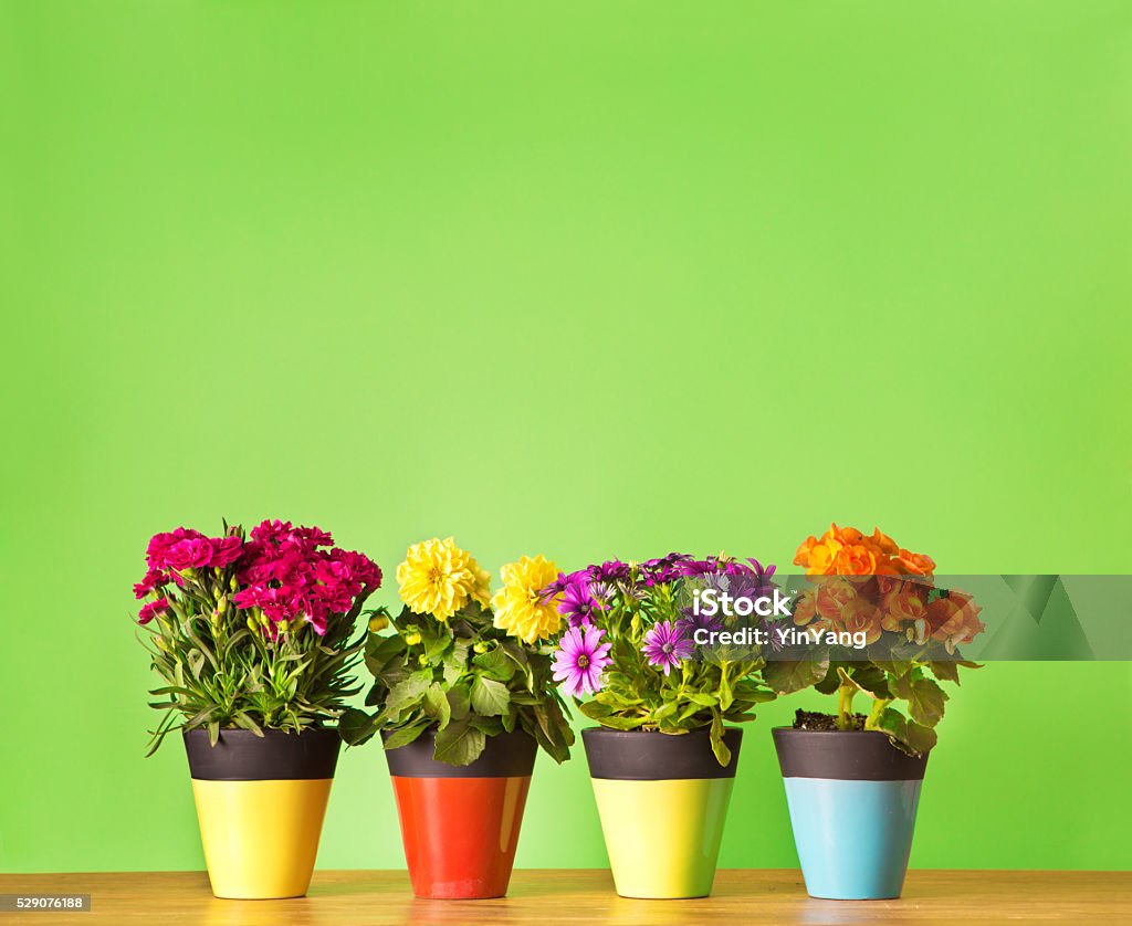 Rellenos de esperanza de plantas de flor en fondo blanco para texto - Foto de stock de Planta de tiesto libre de derechos