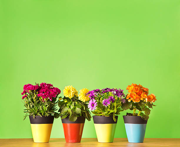 鉢植えの植物、花の苗を空白の背景にコピー - 一年生植物 ストックフォトと画像