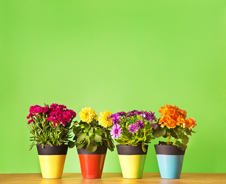 Four potted flower seedling plants planted in colorful pots. Including Carnation, Begonia, Osteospermum and Dahlia. They are lined up in a horizontal row against a green blank background designed for custom copy. Photographed in square format with copy space