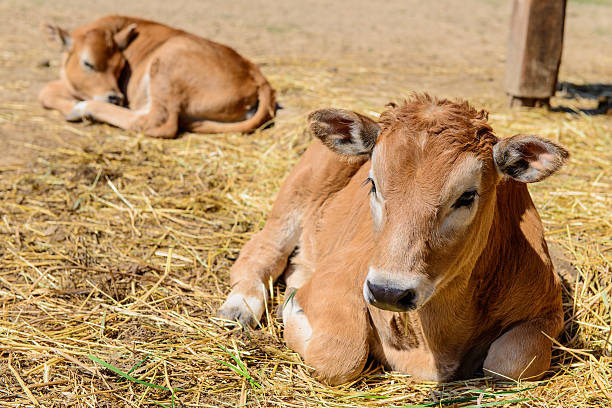 istock calf cow in farm 529076458