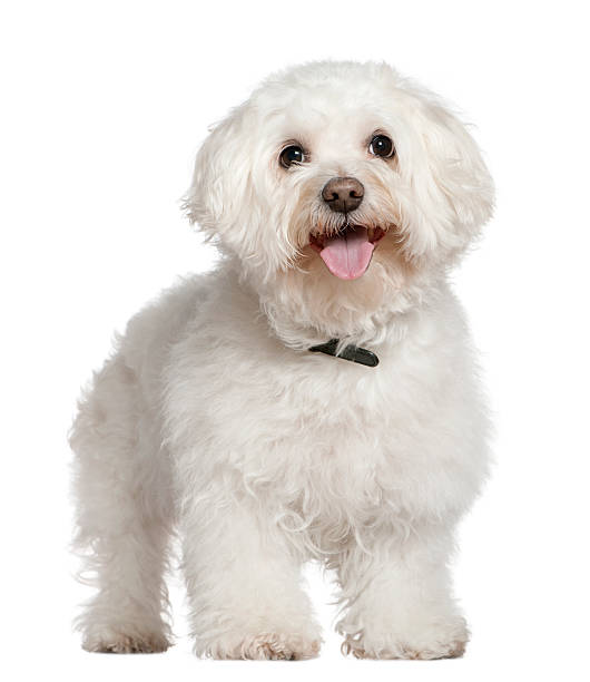 istock Bichon frise, 13 and a half years old, standing 529076518