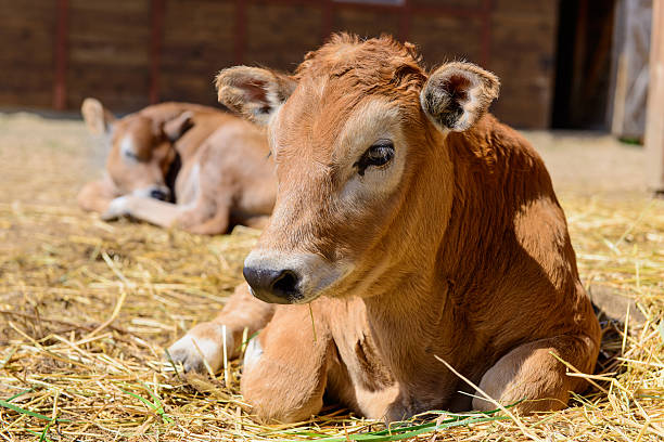 Calf asleep in the hay.
