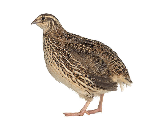istock Japanese Wild Quail isolated on white 529076696