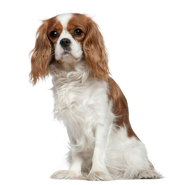 istock Cavalier King Charles Spaniel, 2 years old, sitting 529076814