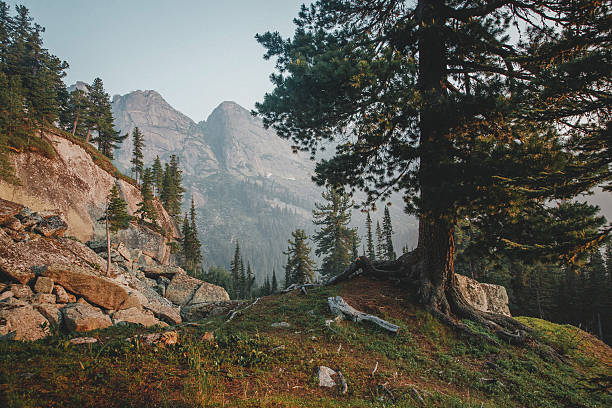 istock Relic old pine in foreground. Dawn in mountain forest 529077274