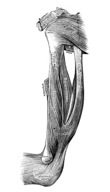 Humurus Drawing 110+ Drawing Of The Humerus Bone Anatomy Illustrations, Royalty-Free ...