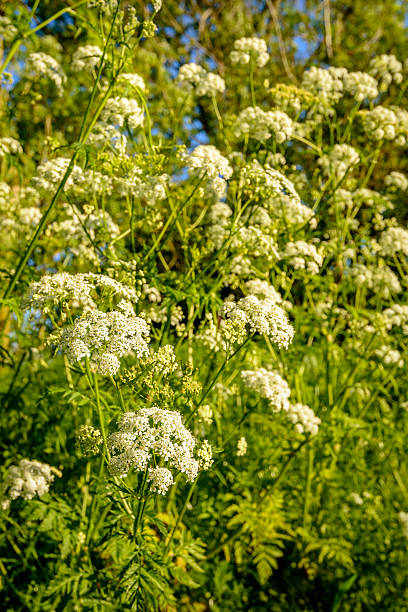istock White flowering cow parsley from close 529077670