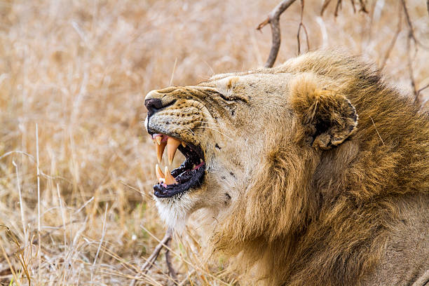 istock Lion in Kruger National park 529077680