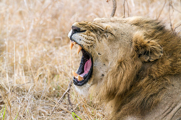 istock Lion in Kruger National park 529078008