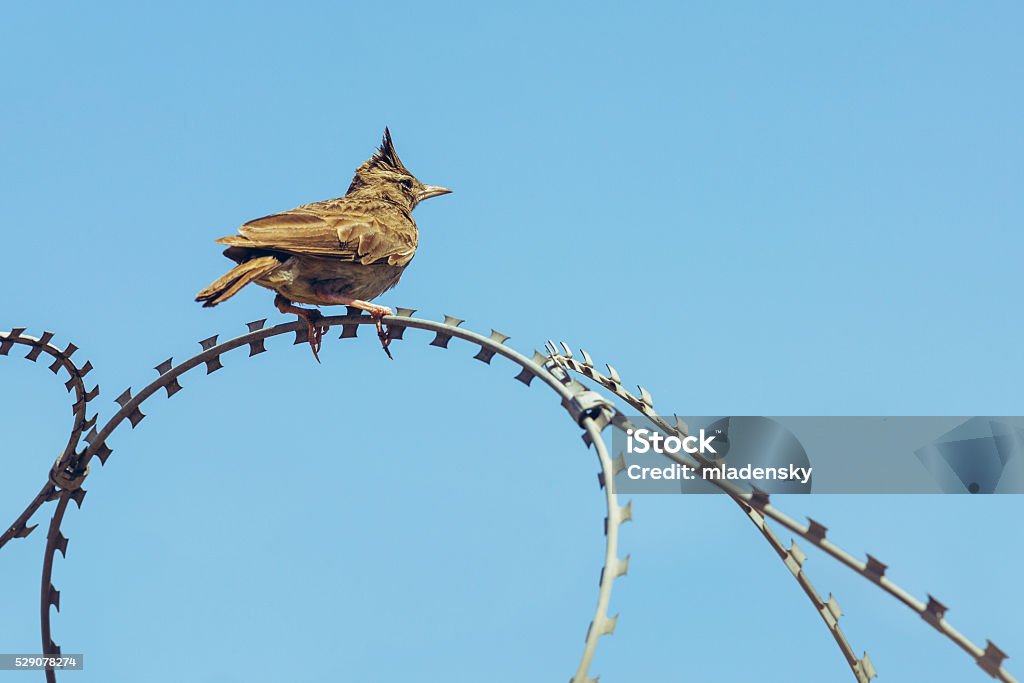 Wire Lark Crested Lark On Barbed Wire Stock Photo - Download Image Now - Animal ...