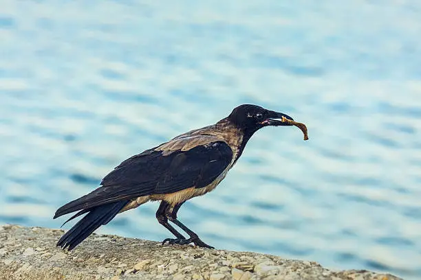 Hooded crow (Corvus cornix) with a piece of bone in beak on the seashore.