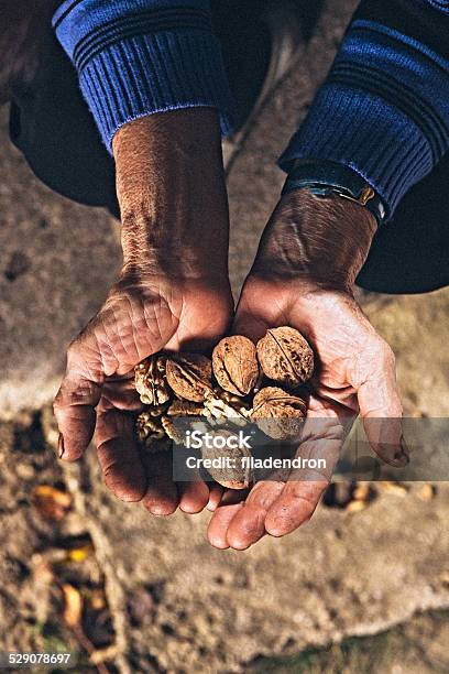 Walnut In Hand Stock Photo - Download Image Now - Active Seniors, Adults Only, Broken
