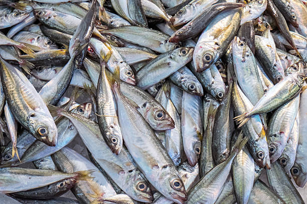istock Small fishes for sale 529079329
