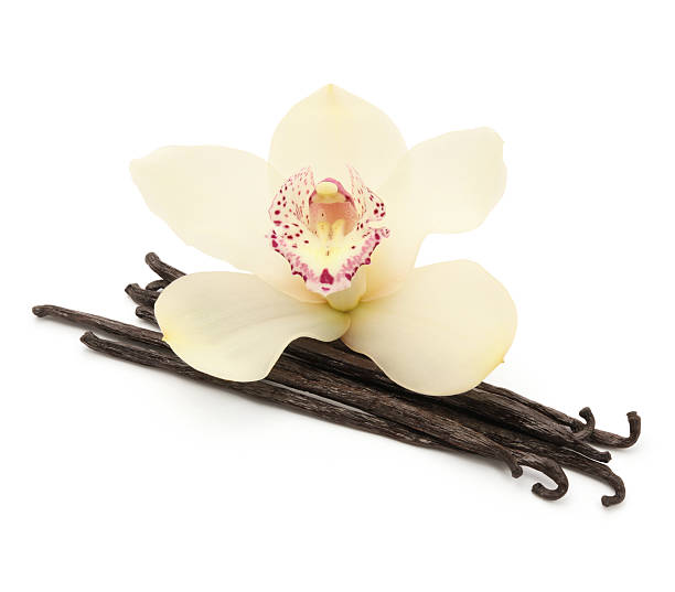 Vanilla Beans and Orchid Vanilla Beans and Orchid isolated on white (excluding the shadow) vanilla orchid stock pictures, royalty-free photos & images