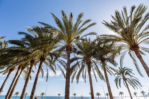istock Lots of palm trees 529079780