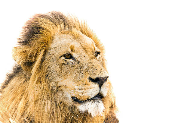 istock Lion in Kruger National park 529079822