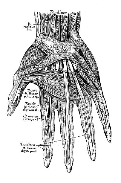 Human anatomy scientific illustrations: hand muscles Human anatomy scientific illustrations with latin/italian labels: hand muscles labeled hand bones stock illustrations