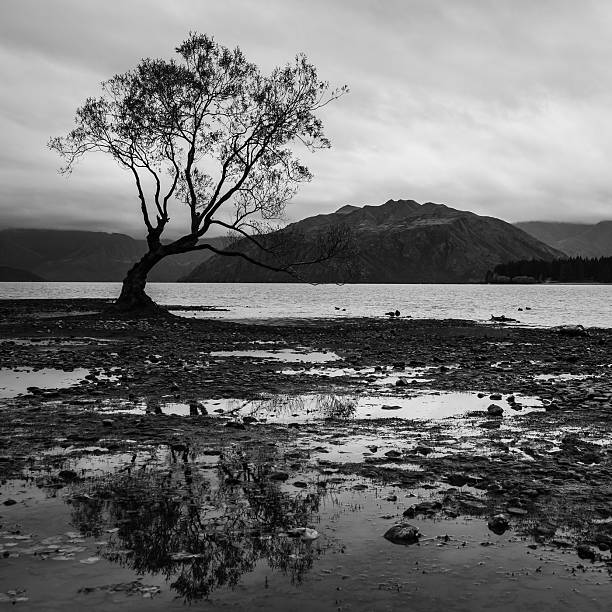 istock The lonely tree at Lake Wanaka 529080213