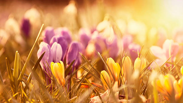istock Beautiful crocus flowers in the sunset 529080276