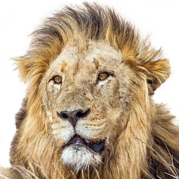 istock Lion in Kruger National park 529080408