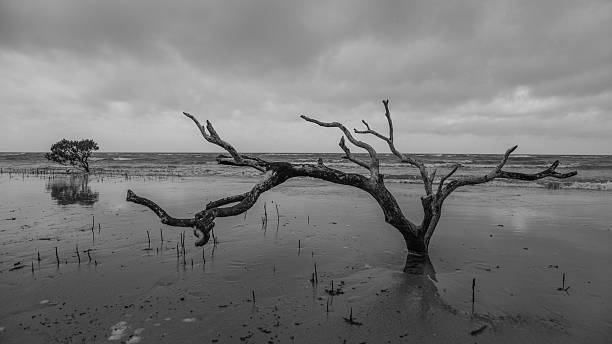 istock Lonely dead tree at Cape Tribulation, Australia 529080715