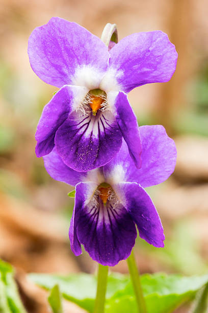 istock spring flowers of forest violets 529081014