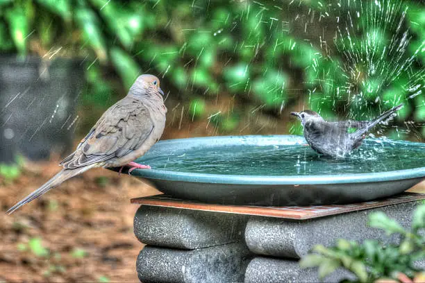 Dove watches chickadee taking a bath, and gets splashed.