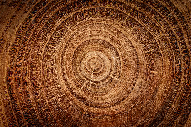wooden background stump of oak tree felled - section of the trunk with annual rings wood log close up stock pictures, royalty-free photos & images