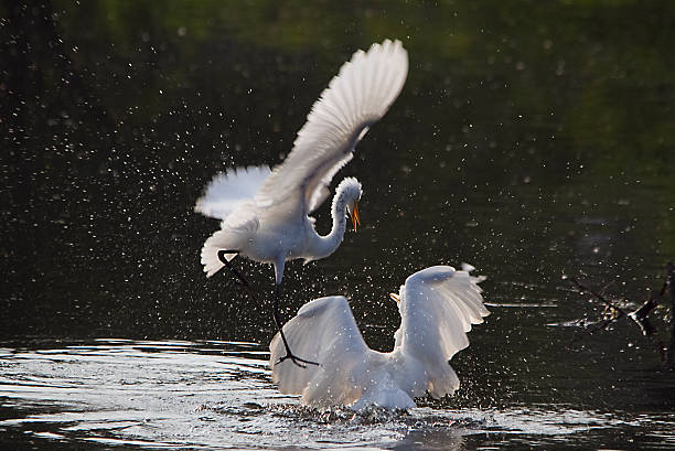 istock Great Egrets playing in Lake Naivasha 529081963