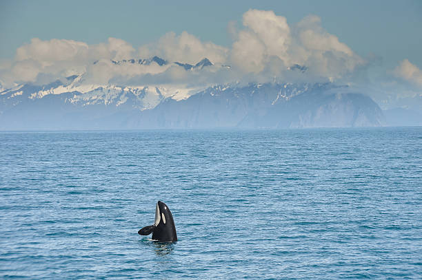 Orca Whale jumping in Resurrection Bay, Kenai Fjord in Alaska Orca Whale jumping in Resurrection Bay, Kenai Fjord in Alaska seward alaska stock pictures, royalty-free photos & images