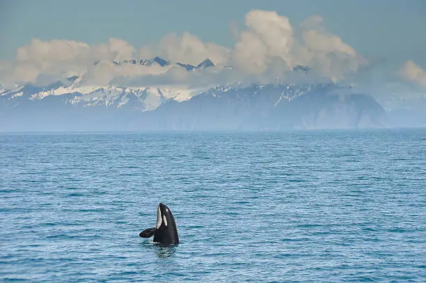 Photo of Orca Whale jumping in Resurrection Bay, Kenai Fjord in Alaska