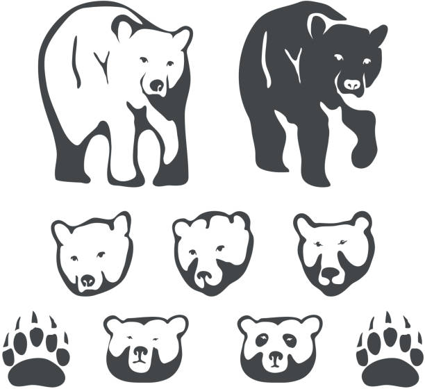 Set of bears for emblems and labels vector illustration