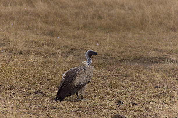 Afrika-bird – Foto