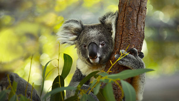Koala Koala on a tree with bush green background koala photos stock pictures, royalty-free photos & images
