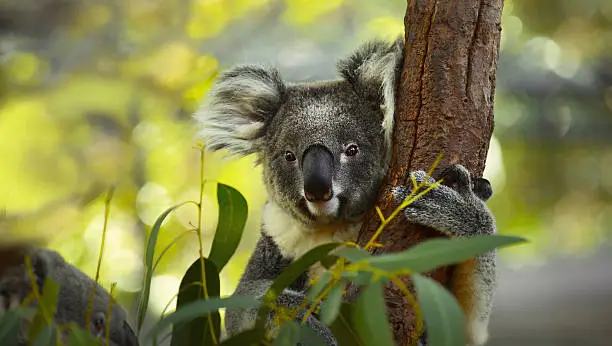 Koala on a tree with bush green background