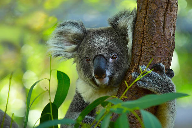 Koala Koala on a tree with bush green background sleeping koala bear stock pictures, royalty-free photos & images