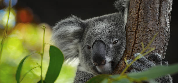 Koala Close up portrait of koala sleeping on a tree sleeping koala bear stock pictures, royalty-free photos & images