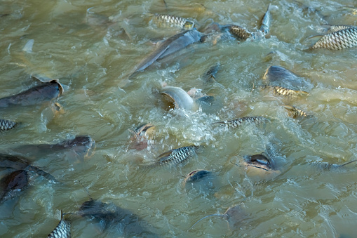 Fishes going in circle in the ocean close up.