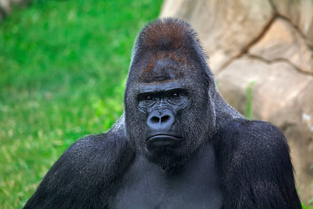 Bust portrait of a gorilla male, severe silverback.