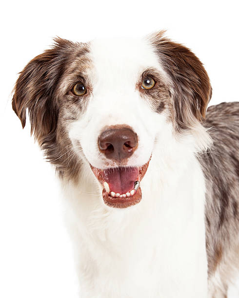 istock Closeup Of Border Collie Dog 529096857