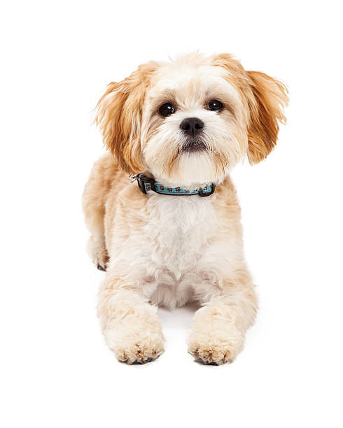 istock Attentive Maltese Mix Breed Dog Laying 529096891