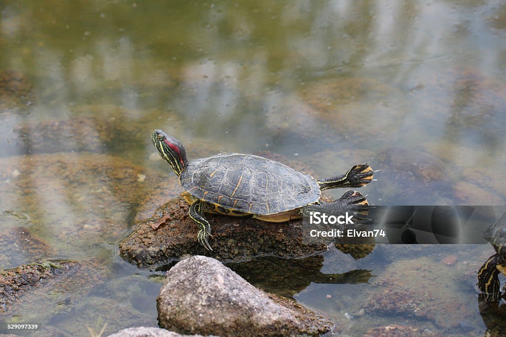 Turtle Tumbling Turtle Stock Photo - Download Image Now - Animal Family, Animal Shell ...