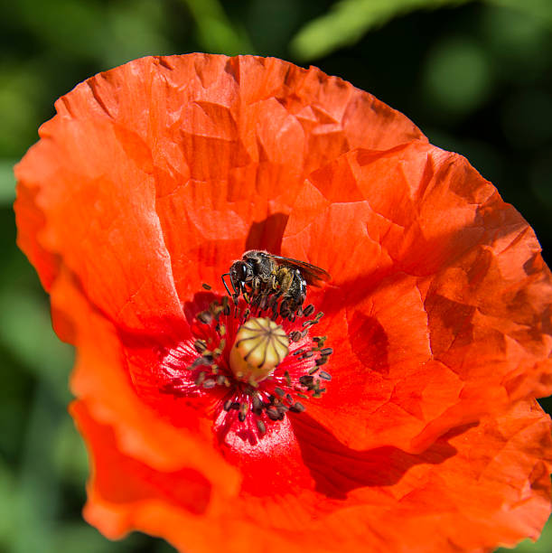 istock Bee sucking on a poppy flower 529098689