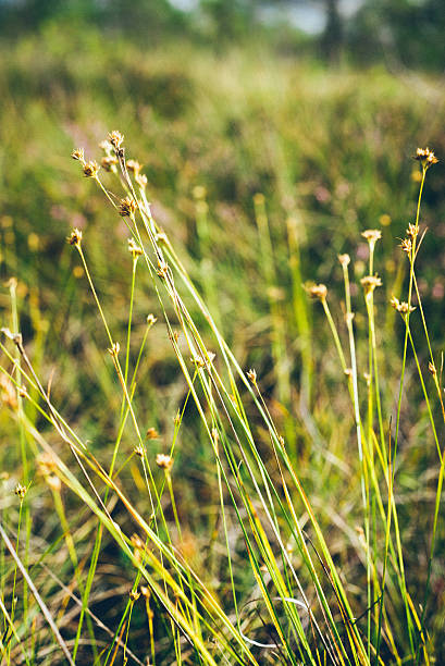 istock closeup of beautiful green grass with blur background. Retro gra 529100155