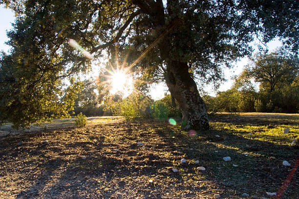 holm oak sunrise stock photo